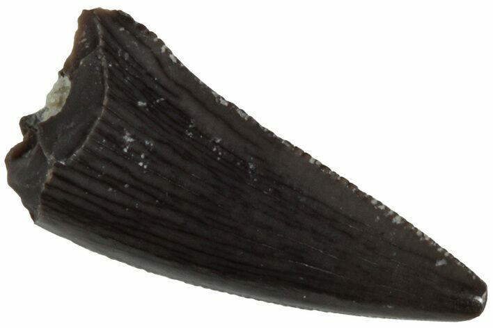 Serrated, Triassic Reptile (Postosuchus?) Tooth - Arizona #231197